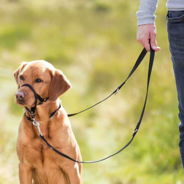 Top Trainer training harness S