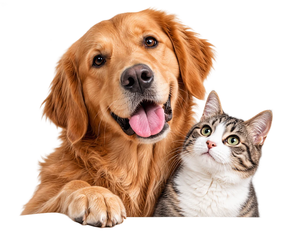 A cheerful golden retriever and tabby cat